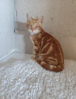 Blinder Pumpkin aus dem Tierschutz - Grevenbroich