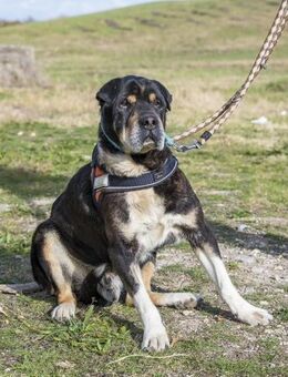 Retro Hundesenior mit Knautschzone - Puchheim