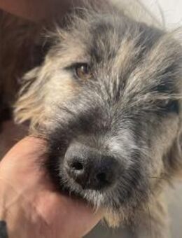 Emmchen ist unsere Strubbelmaus 🐾 - Elsdorf (Nordrhein-Westfalen)