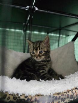 BKHmix Nikolaus kitten Baby katzen - Neuenkirchen (Landkreis Heidekreis)