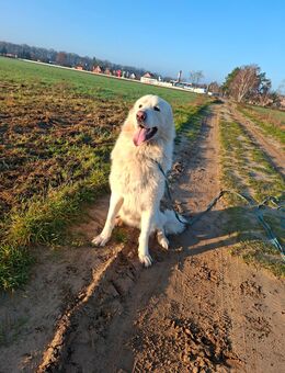 Pyrenäenberghund - Dannenberg (Elbe)