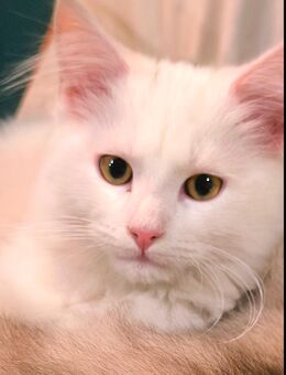 Kitty weiß geb.am 12.07.2025 - Hagen (Stadt der FernUniversität)