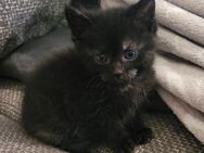 Zuckersüße Maine Coon Waldkatzen Mix Kitten - Bremerhaven