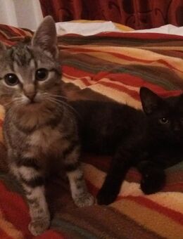 Katzenjunge: Kater und Mieze zusammen zu vergeben - Hohenstein-Ernstthal Zentrum