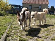 Mika sucht endlich ihr Happy End - Thale