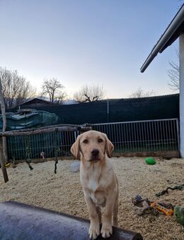 Sie sucht ihn - Verden (Aller)