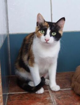 Liebevolle Katzenmama Estela - Karlsruhe