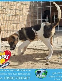 PARRY - ein kleiner,verspielter Endecker - Waakirchen