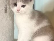 Verkaufe Britisch Kurzhaar Kitten - Dortmund