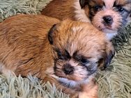 Shih tzu Mix Welpen - Bautzen Zentrum