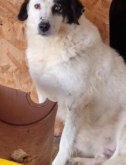 Bianca - sanft und sensibel - Dreikirchen