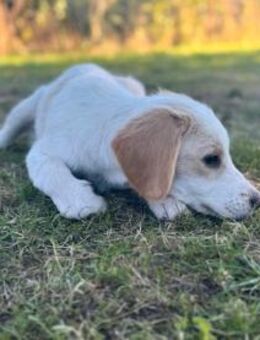 Candy sucht Kuschelplatz - Bad Karlshafen