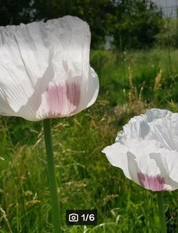 Blaumohn, Schlafmohn weiß (Papaver somniferum) - Horgenzell