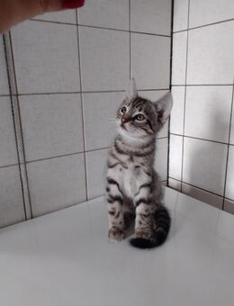 Niedliche, Babykatze - Friesoythe