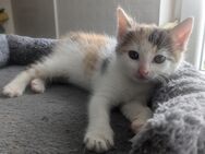Katzenbaby, Kitten, Glückskatze - Kirchworbis