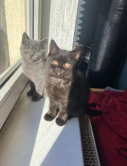 Zwei BKH Kitten suchen ein liebevolles Zuhause - Wismar