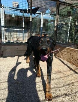 Boston sucht aktive Menschen - Lübeck