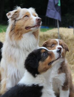 Traumhafte Australian Shepherd Welpen mit ASCA Papiere - Großenwörden