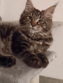 Diese süße Main Coon Katze sucht ein neues kuschel Heim - Völklingen Zentrum