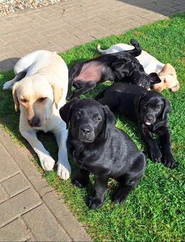 Labrador-Retriever Welpen in liebevolle Hände abzugeben - Balow