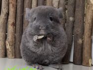 Chinchillas aus liebevoller Hobbyzucht RPA und RPAt - Soltau