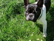 Französische Bulldogge(männlich 6 Jahre) sucht neues Zuhause - Berlin