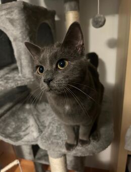 Russisch blau, norwegische waldkatzen mix Kater sucht zuhause - Oberwolfach