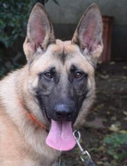 Sammy - aufgeschlossen & aktiv - Lohmar