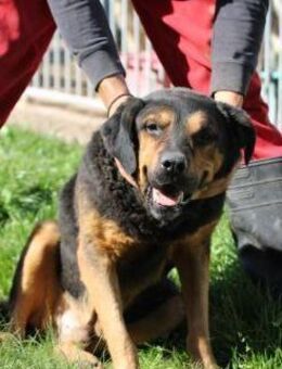 Mac - besonders lieb u. angenehm - Lohra