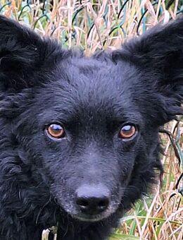 Marena - Mischling - 4 Jahre - Tierhilfe Franken e.V. - Lauf (Pegnitz) Zentrum