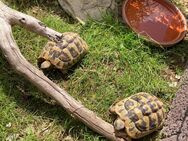 Griechische Landschildkröten Weibchen suchen neues Zuhause - Hosenfeld