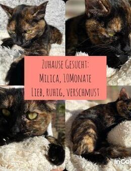 MILICA sucht ihr Zuhause ❤️ - Saarbrücken