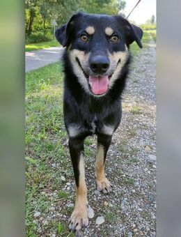 Ziga toller Wegbegleiter - Obertshausen