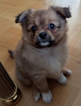 Shih Pom Welpen / Shih Tzu x Pomeranian Zwergspitz - Osnabrück