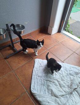 Katzenkinder dürfen ausziehen - Melbeck