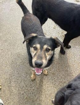 Enya - 6 J., offen, lieb, sanft - Hamburg