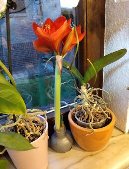 je 5 Amaryllis Samen von 12.24 neu - Berlin