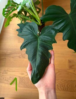 Philodendron "Golden Dragon" Stecklinge - Ludwigshafen (Rhein)