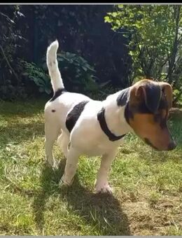 Jack Russel - Rheinberg