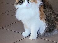 Katzen abzugeben - Dortmund Hombruch