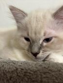1 Ragdoll Katerchen suchen ab sofort ein tolles zu Hause in 52399