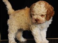 Wunderschöner Lagotto Romagnolo Welpe sucht noch seine Familie - Niederdorf