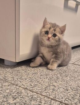 BKH kitten - Hörstel