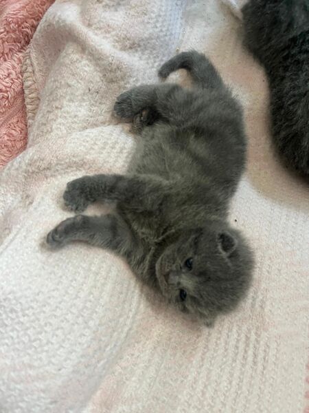 🐾 Süße Bkh kitten 🐾 - Lollar