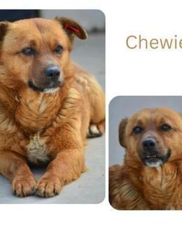 Chewie - Wendelstein