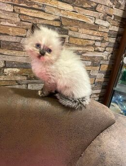 Wundervolle mix babykatzen - Oberding