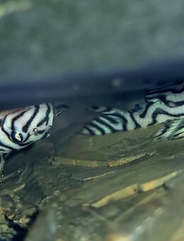 Nachzuchten L46 Hypancistrus zebra - Schwaförden