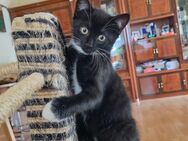 4 Kleine Hauskatzen - Velbert