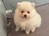 Pomeranian Zwergspitz Welpen - Eschwege