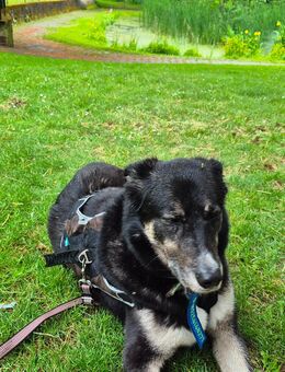 Toni sucht seinen Mensch oder Familie, Rüde, Mishling Schäferhund, 5 Jahre alt, etwa 50 cm hoch. - Querfurt